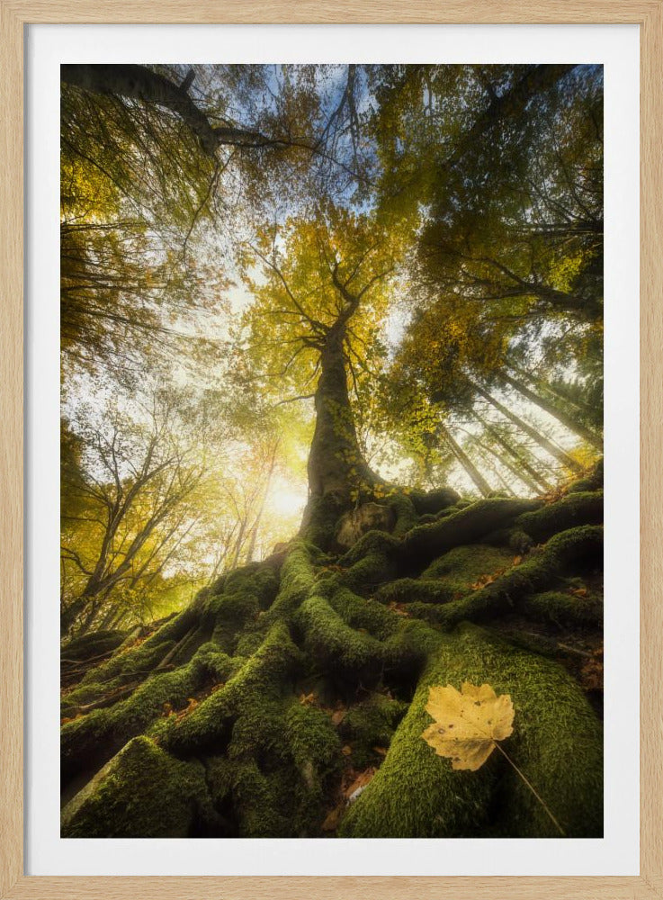 Der Abschied eines Blattes | Poster