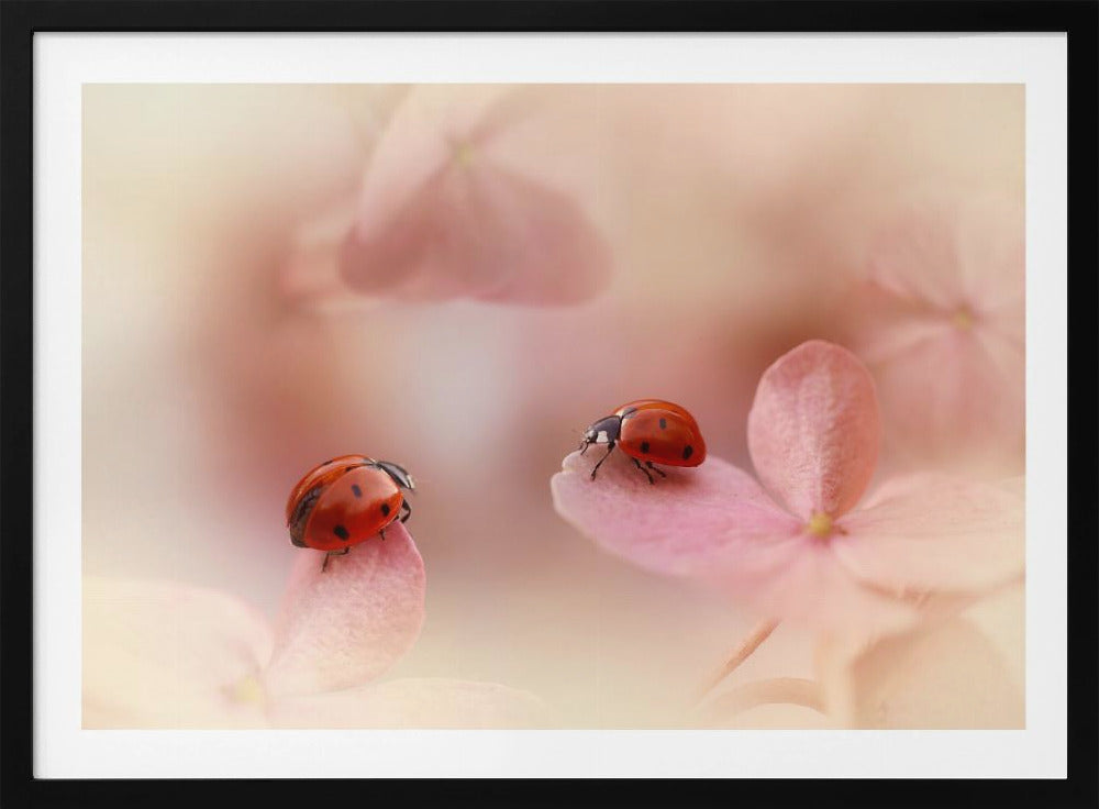 Marienkäfer auf rosa Hortensie. | Poster