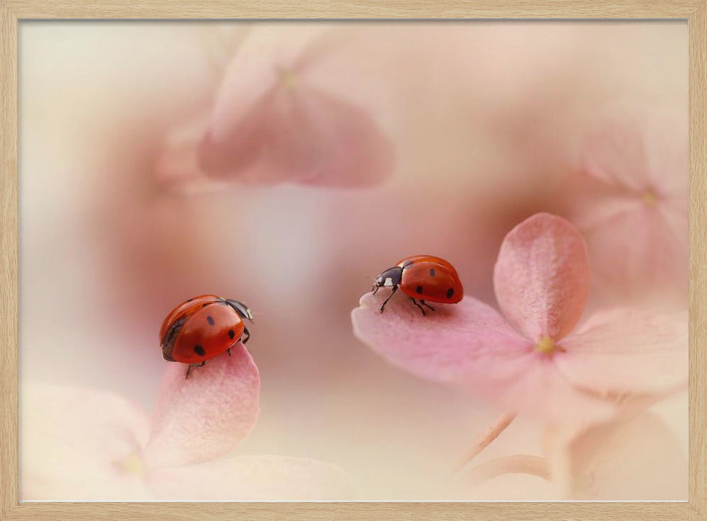 Marienkäfer auf rosa Hortensie. | Poster