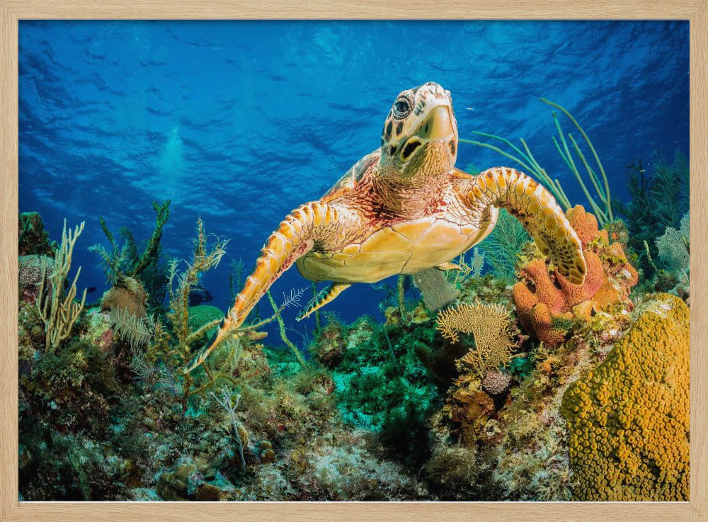 Karettschildkröte schwimmt durch karibisches Riff | Poster