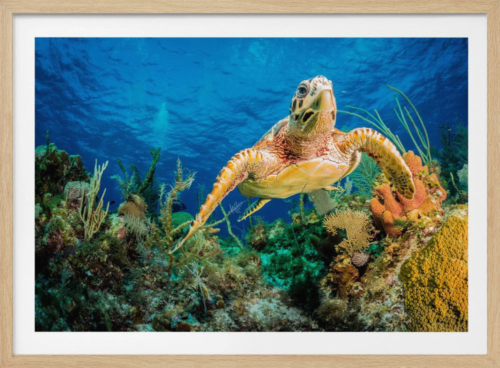 Karettschildkröte schwimmt durch karibisches Riff | Poster