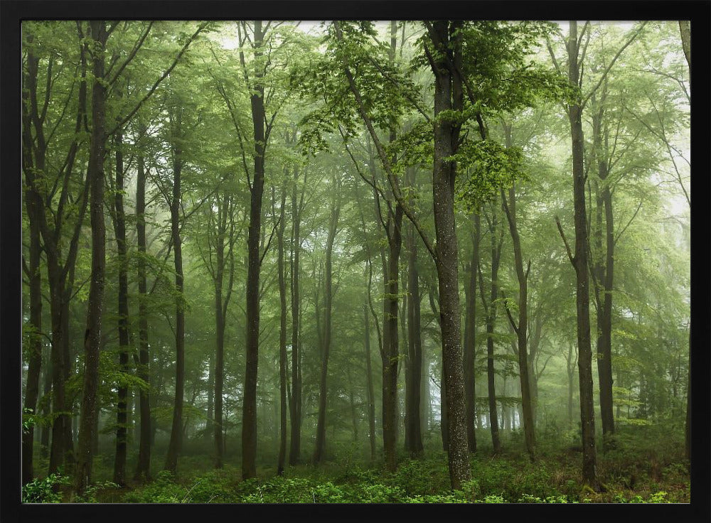 Forest... | Poster