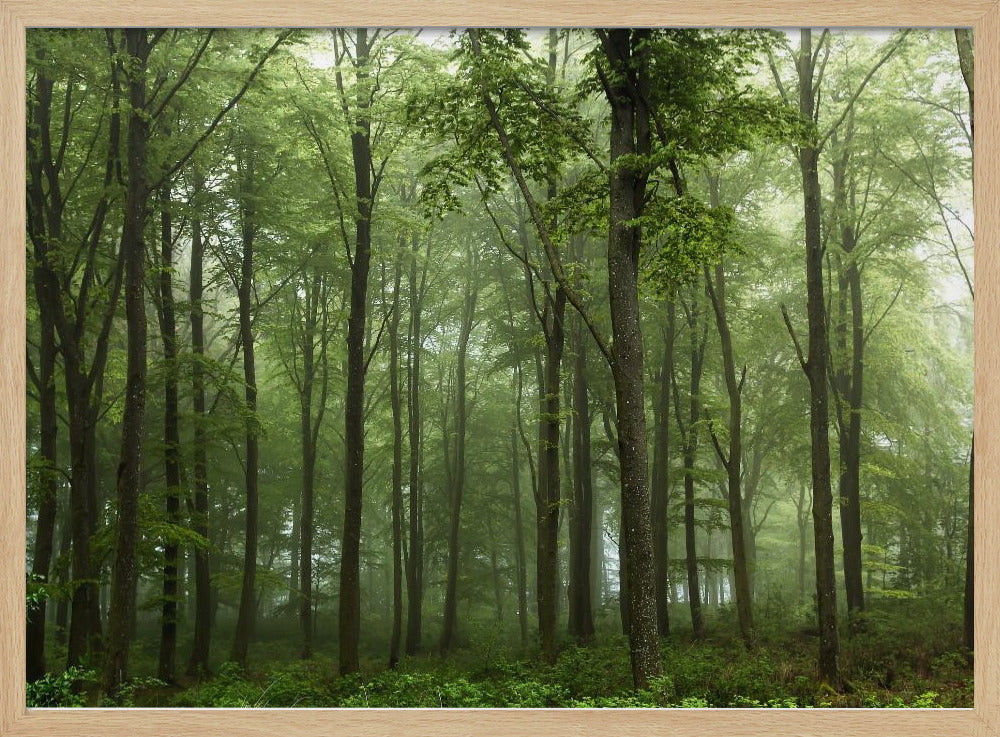 Forest... | Poster