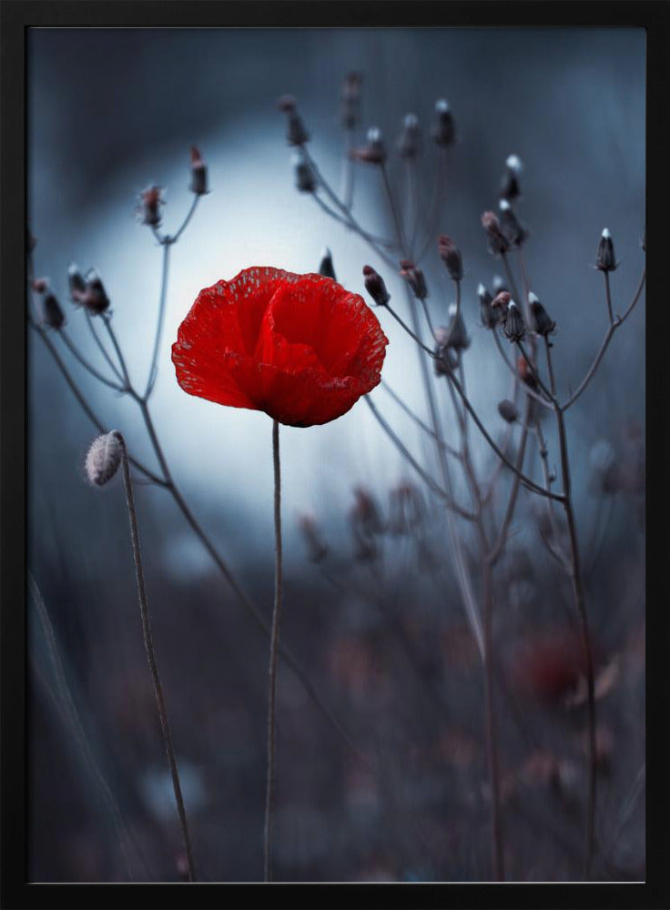 Blume nicht von Kenzo. Von mir | Poster