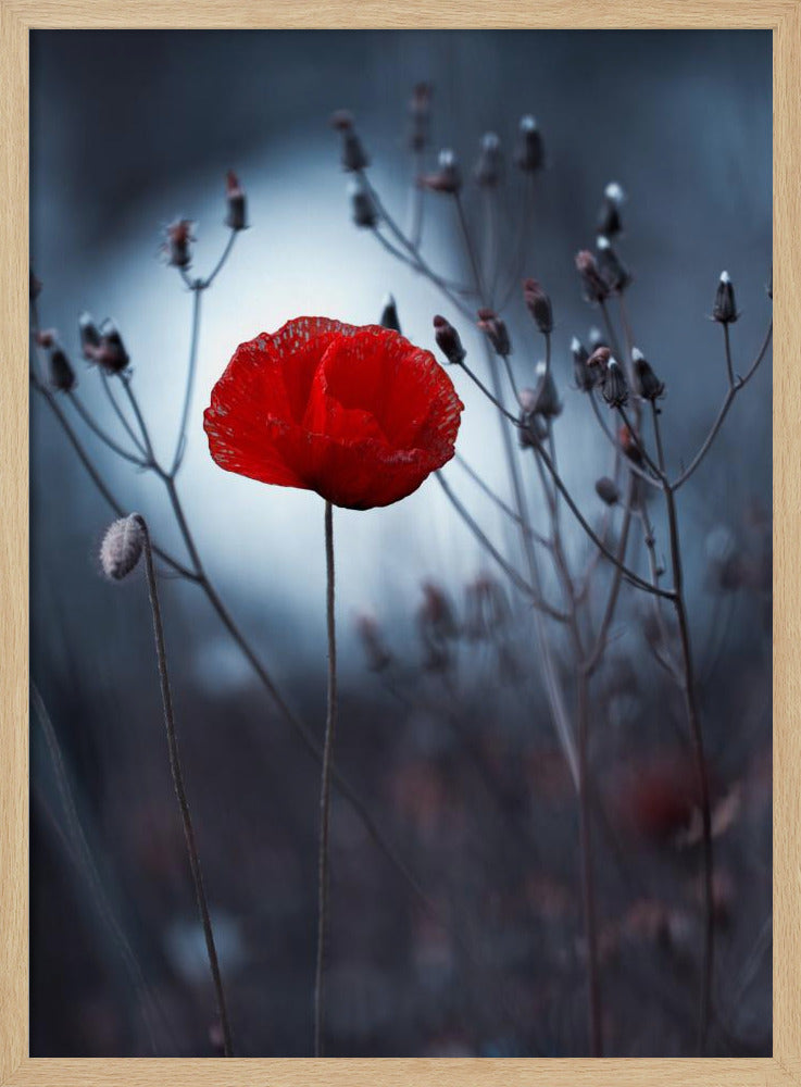 Blume nicht von Kenzo. Von mir | Poster