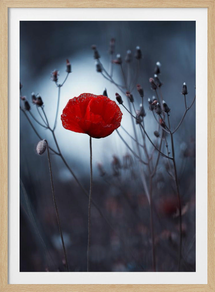 Blume nicht von Kenzo. Von mir | Poster