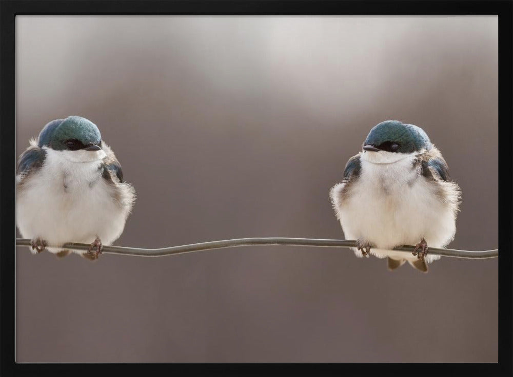 Vögel auf einem Draht | Poster