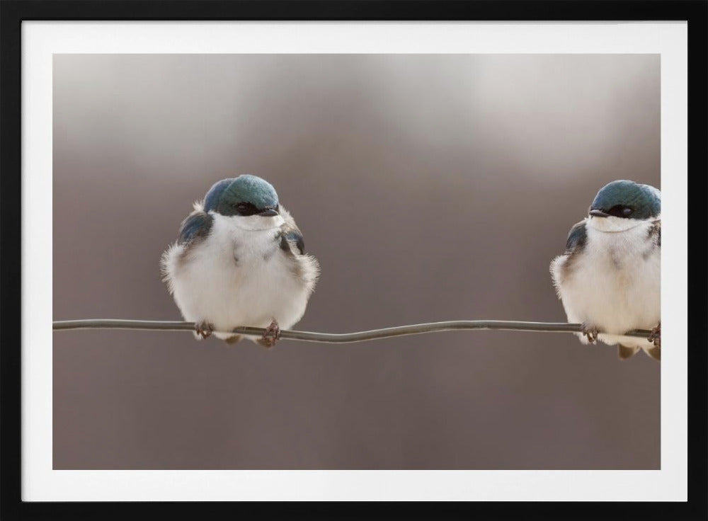 Vögel auf einem Draht | Poster