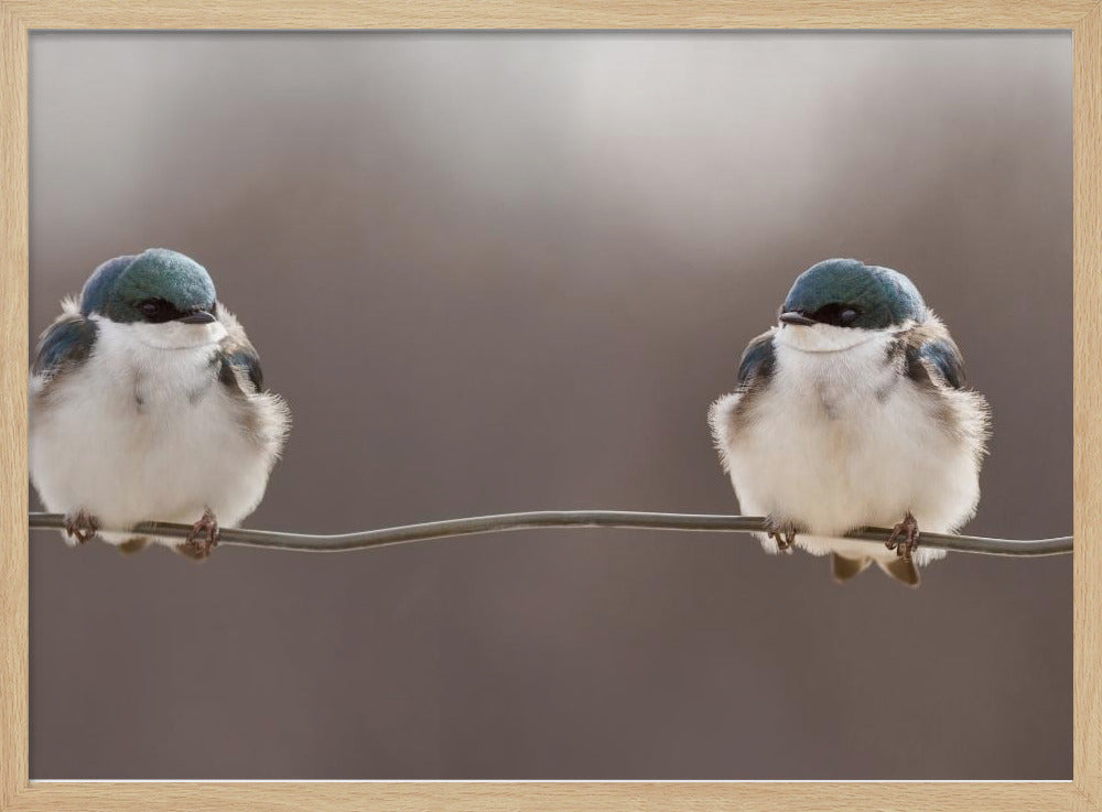 Vögel auf einem Draht | Poster