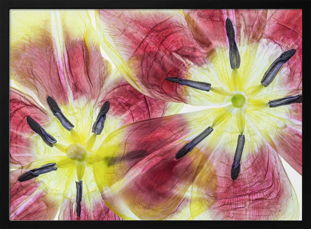 Tulips | Poster