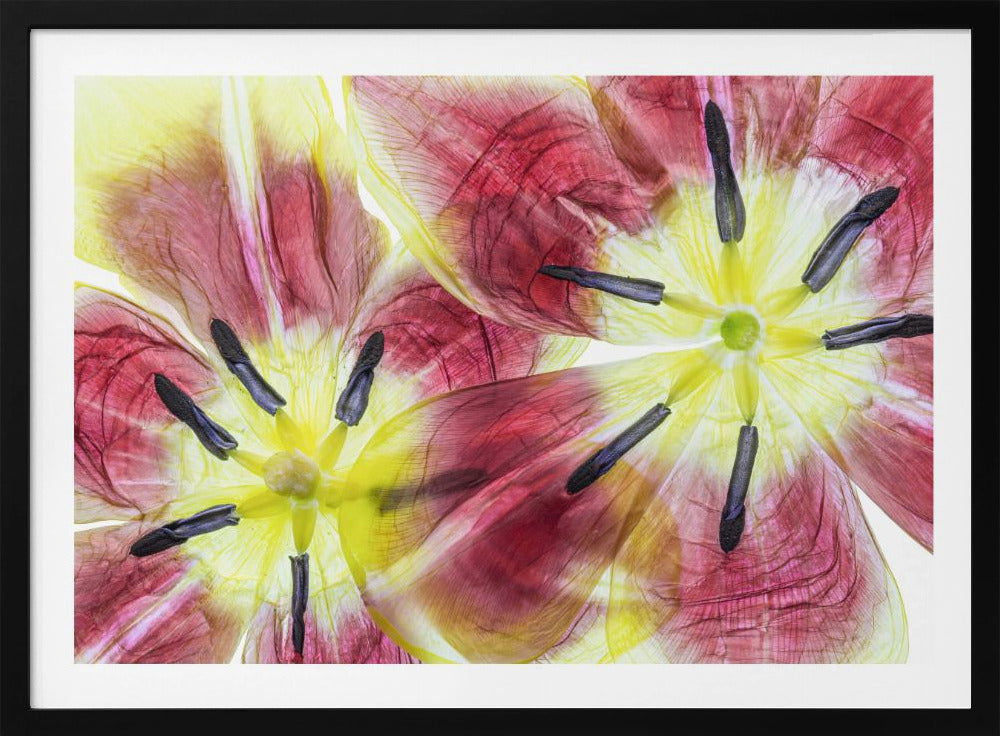 Tulips | Poster