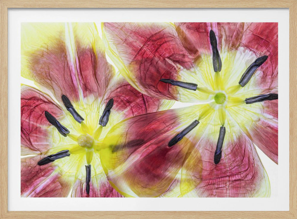 Tulips | Poster