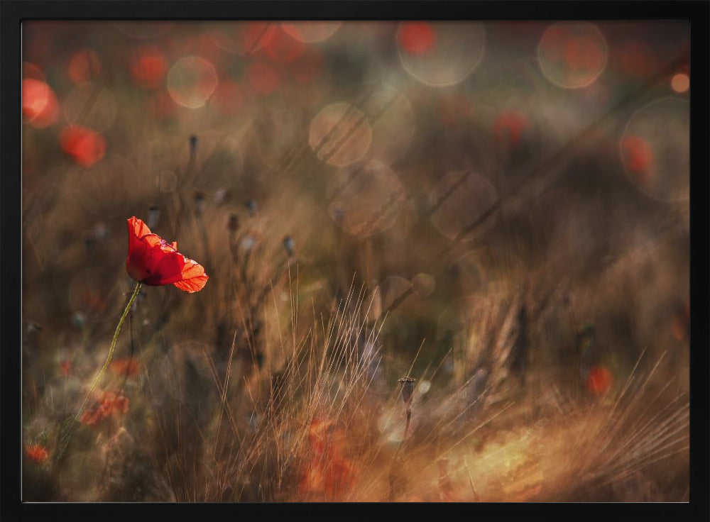 Mohn | Poster