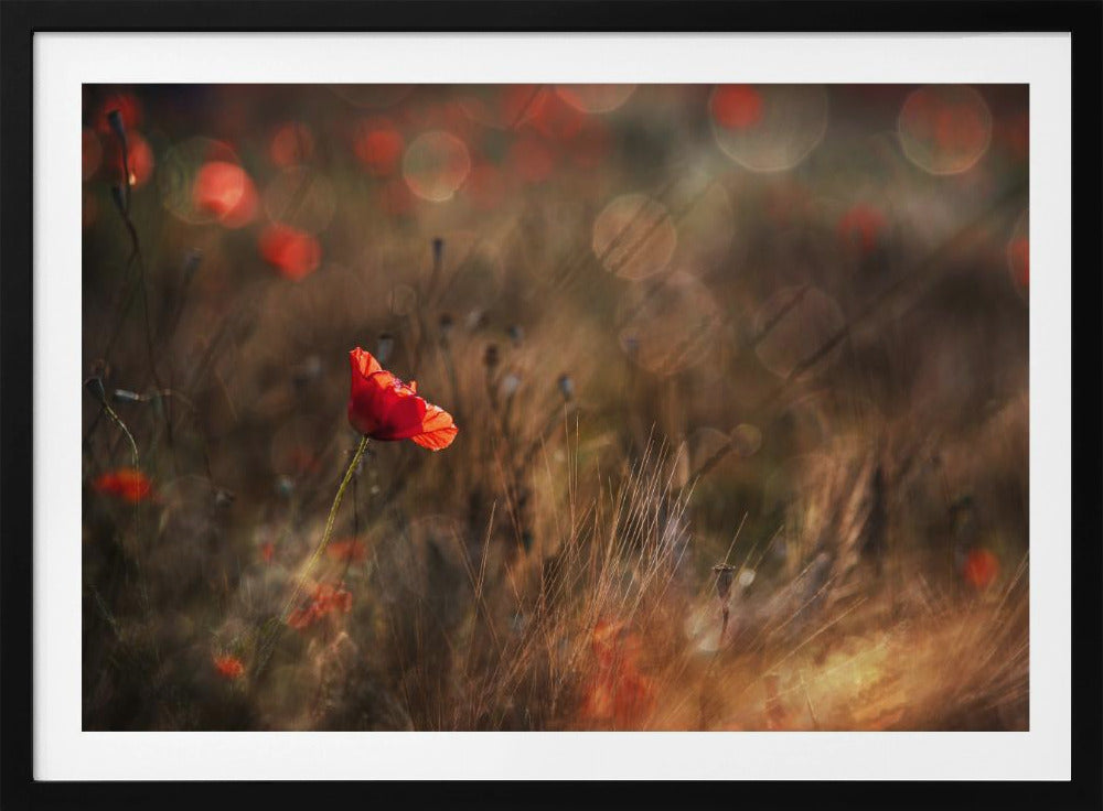 Mohn | Poster