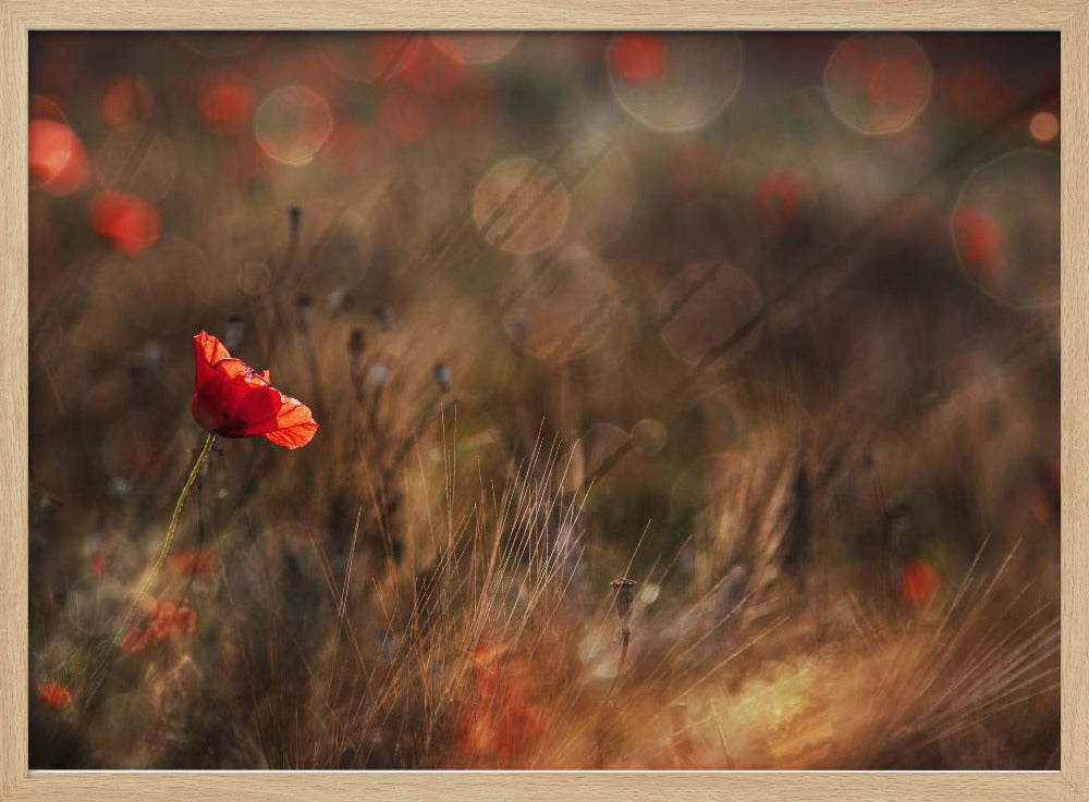 Mohn | Poster