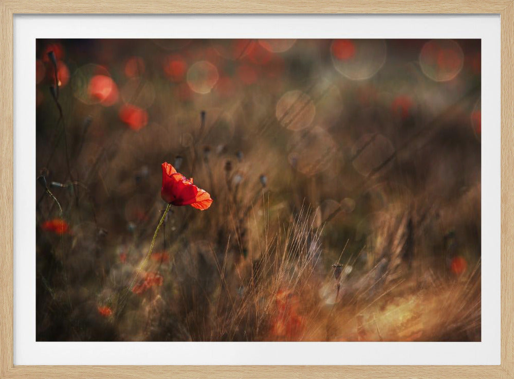 Mohn | Poster