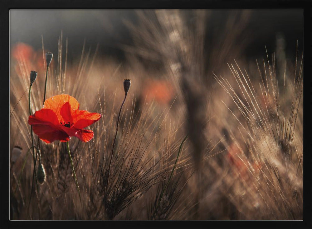 Mohn mit Mais | Poster