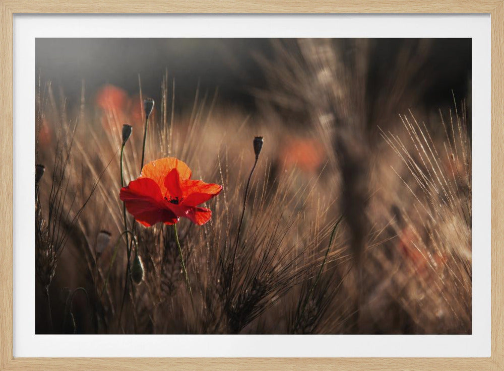 Mohn mit Mais | Poster