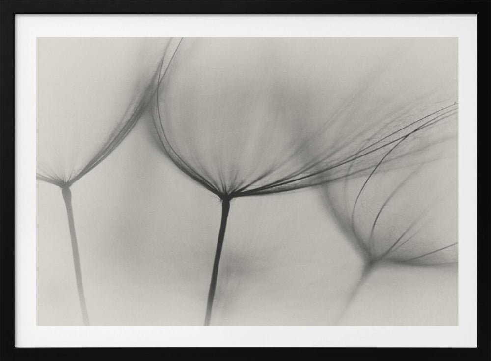 Tragopogon | Poster