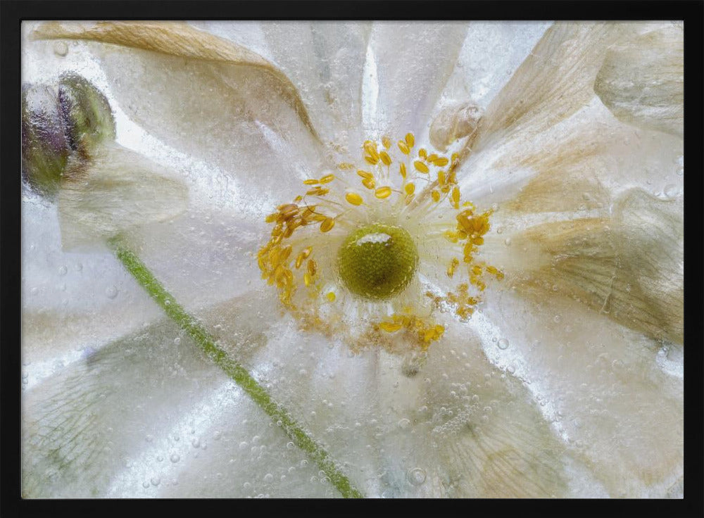 Florales Frost-Poster