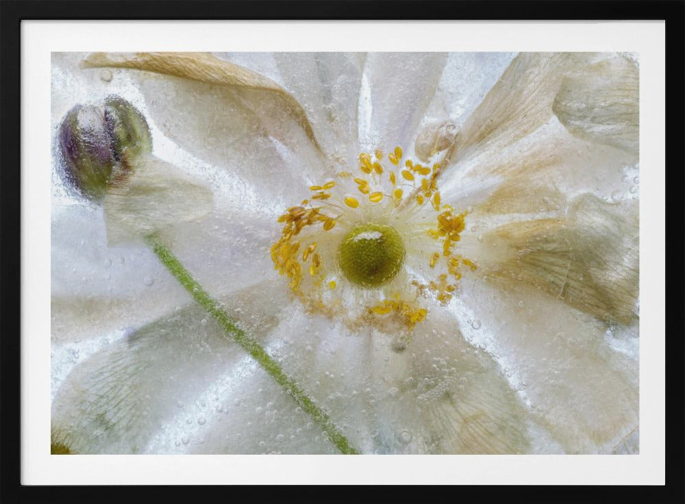 Florales Frost-Poster