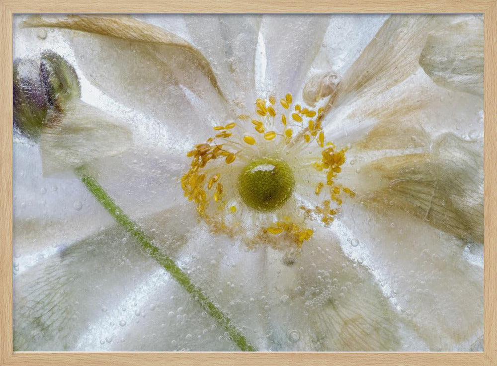 Florales Frost-Poster