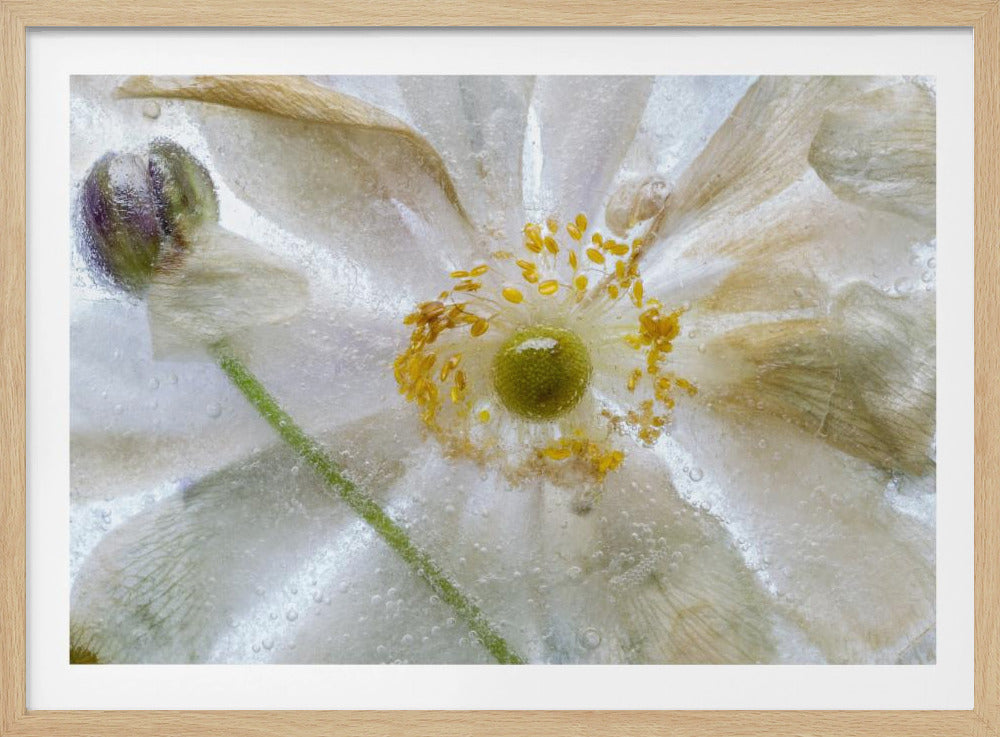 Florales Frost-Poster