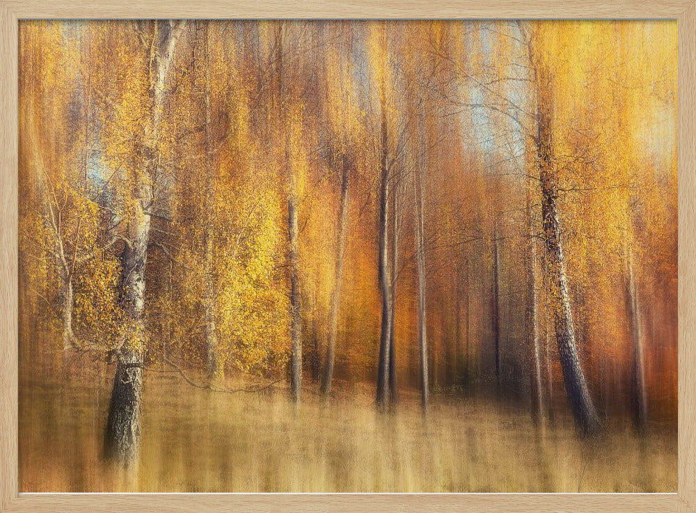 Herbstbirken | Poster