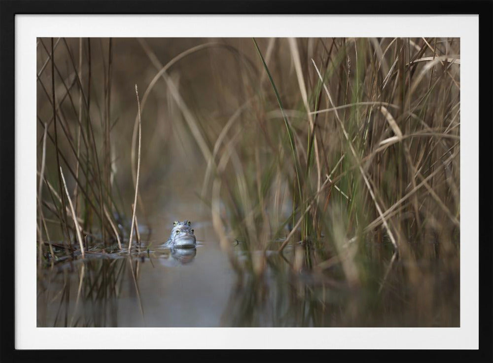 Two frogs | Poster