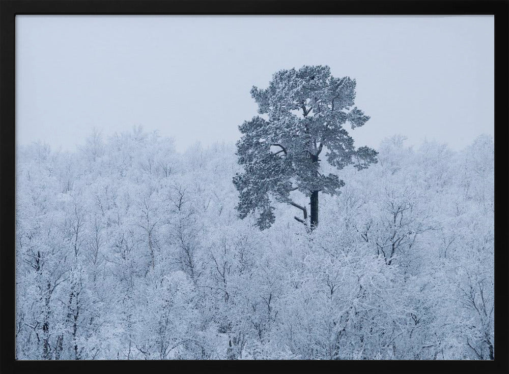 Erster Schnee | Poster