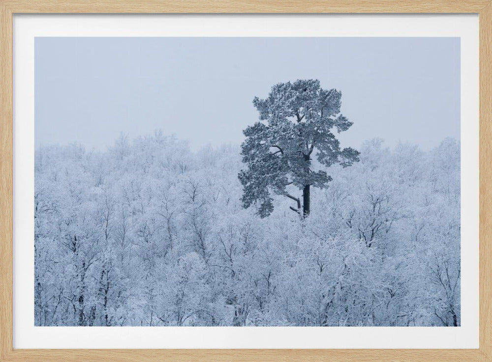 Erster Schnee | Poster