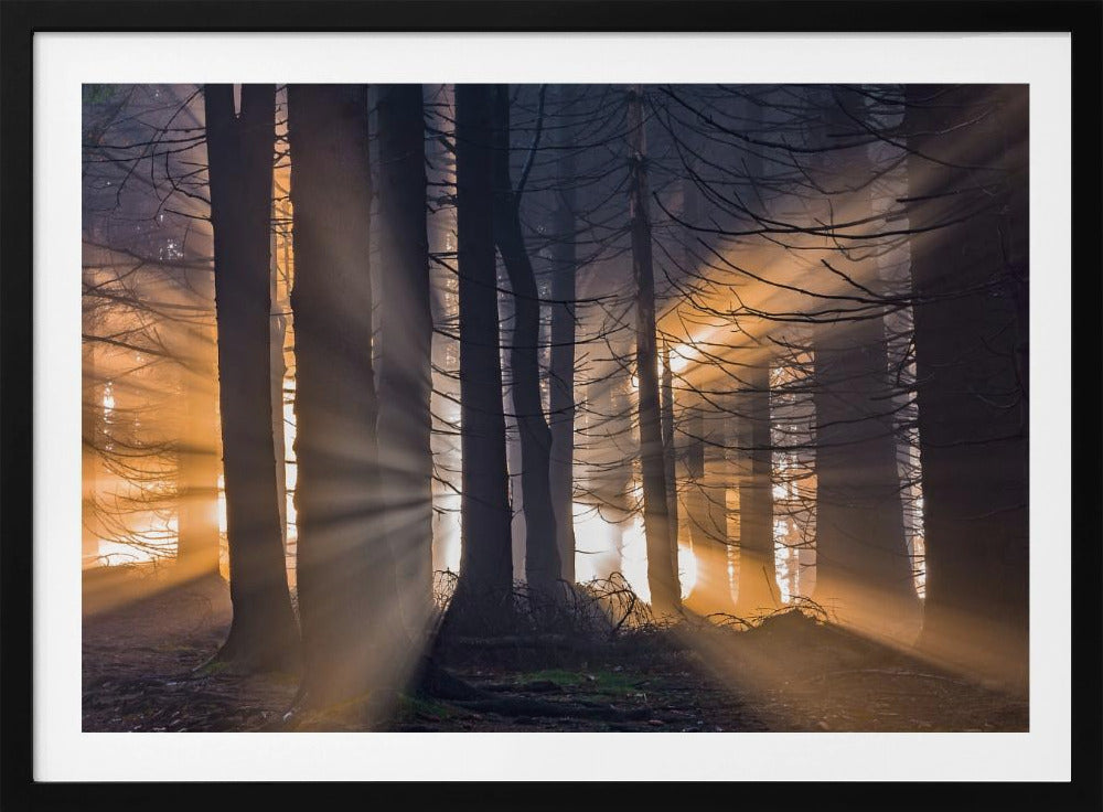 Wald | Poster