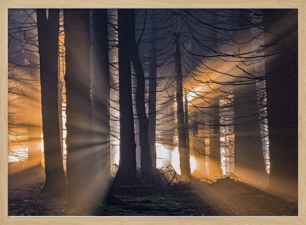 Wald | Poster