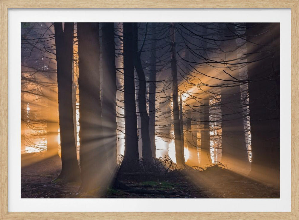 Wald | Poster
