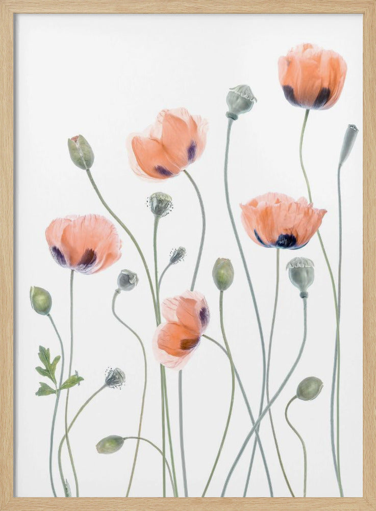 Mohnblumen | Poster