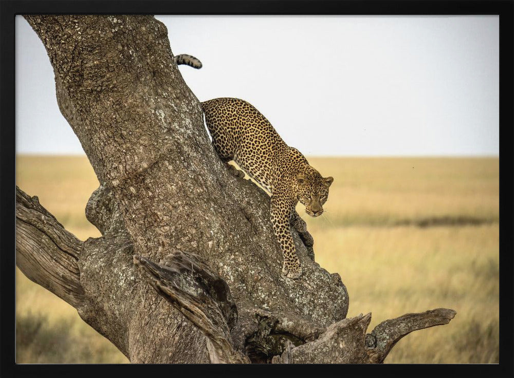 Leopard – Serengeti, Tansania | Poster