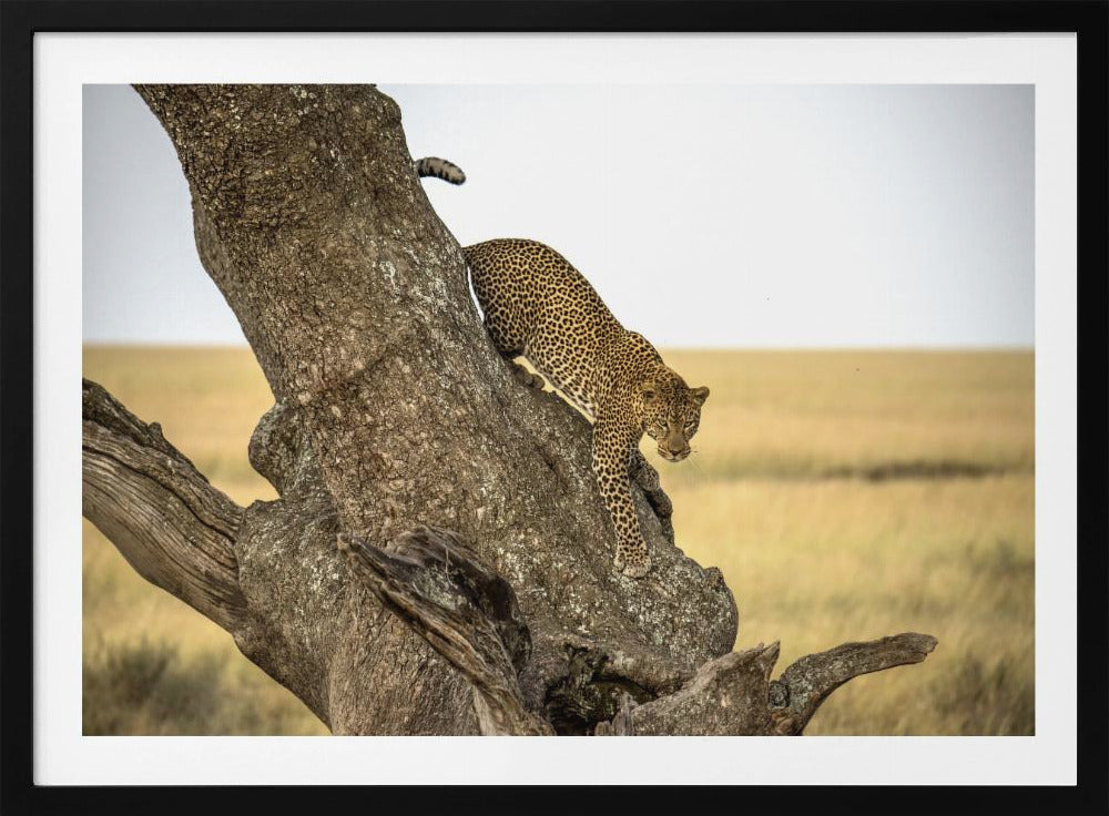 Leopard – Serengeti, Tansania | Poster