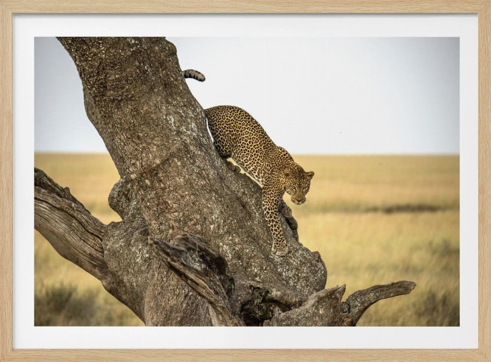 Leopard – Serengeti, Tansania | Poster