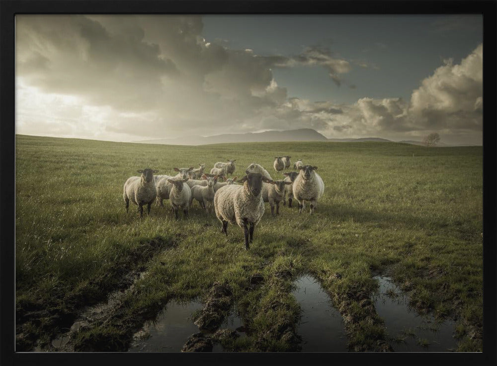 Sheep | Poster