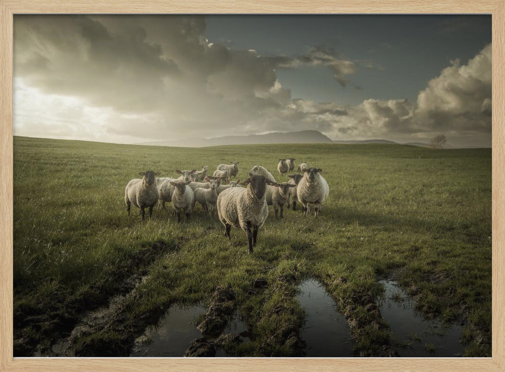 Sheep | Poster