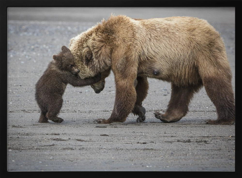 A Little Bear Hug | Poster
