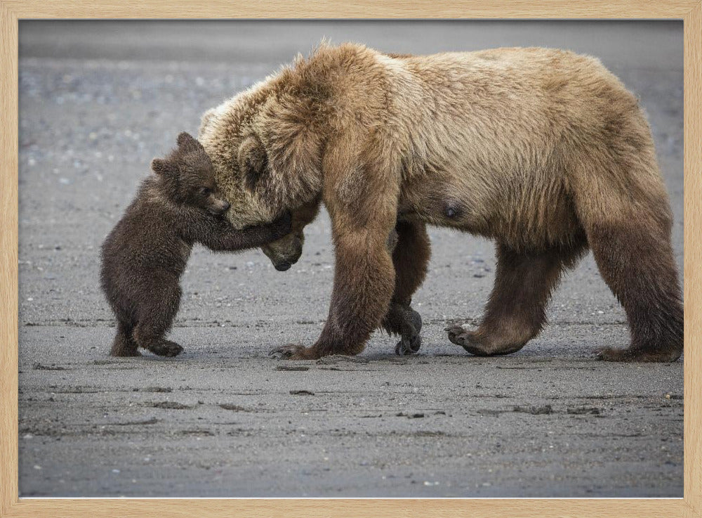 A Little Bear Hug | Poster