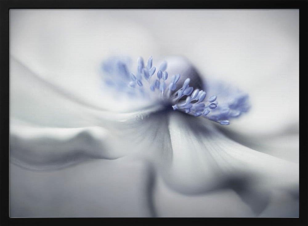Anemonengeist | Poster