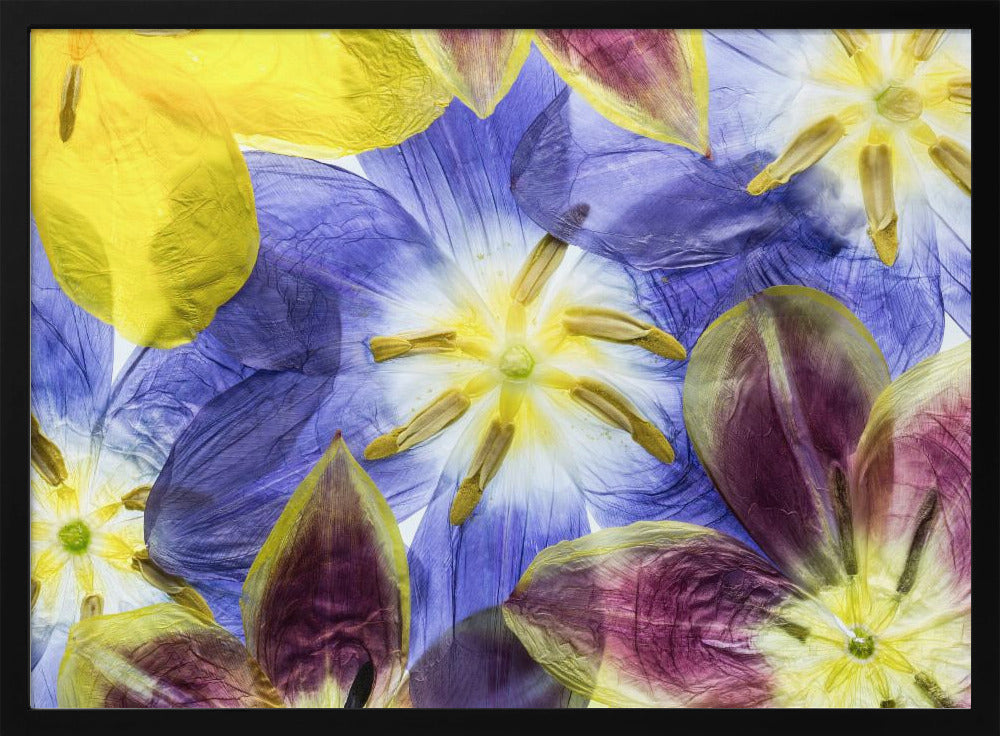 Tulips | Poster