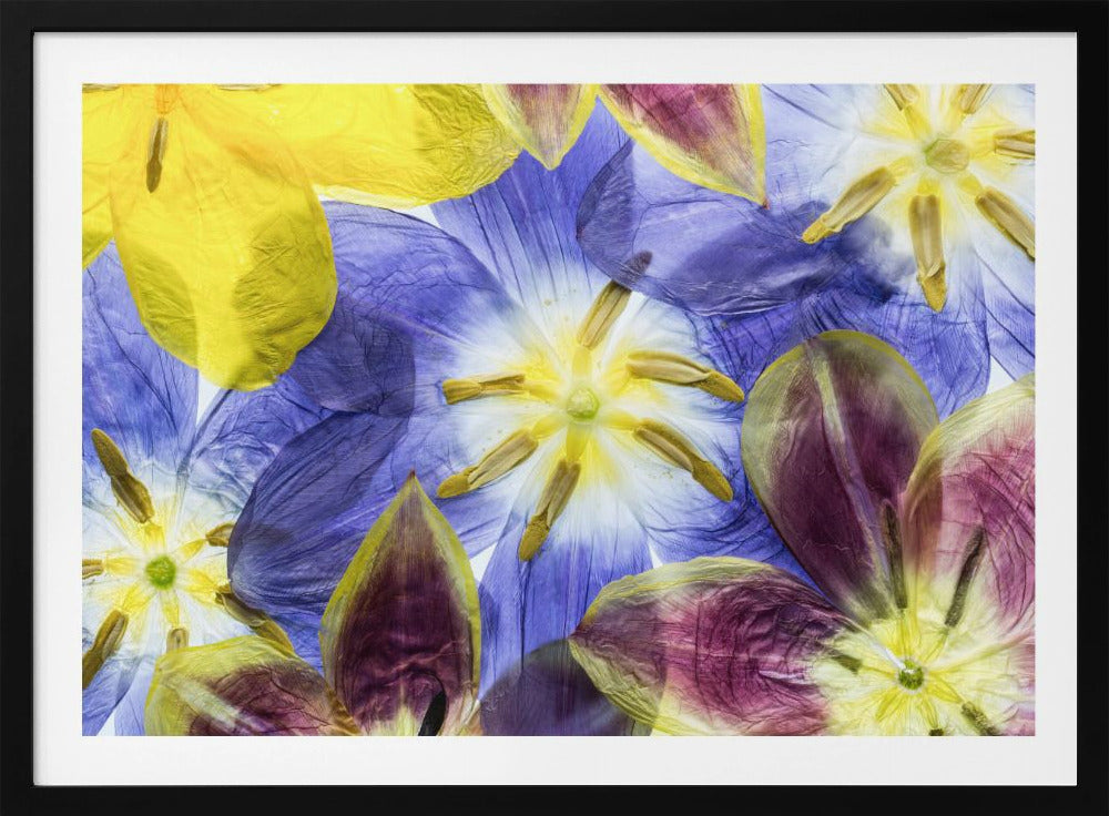 Tulips | Poster