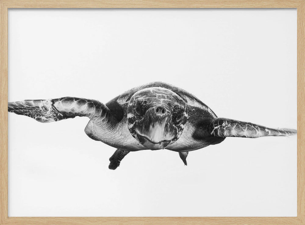 Weiß und Schildkröte | Poster