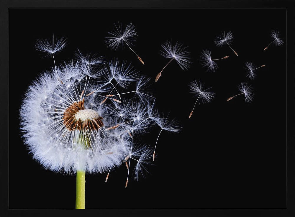 Pusteblume | Poster
