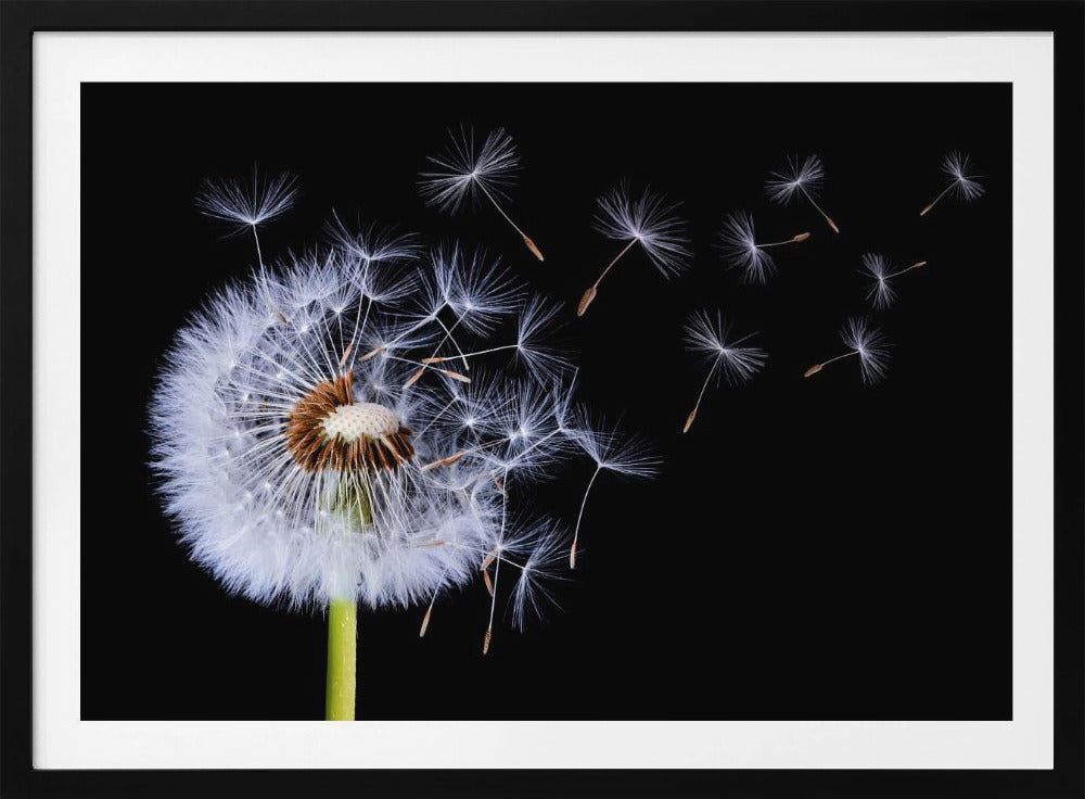Pusteblume | Poster