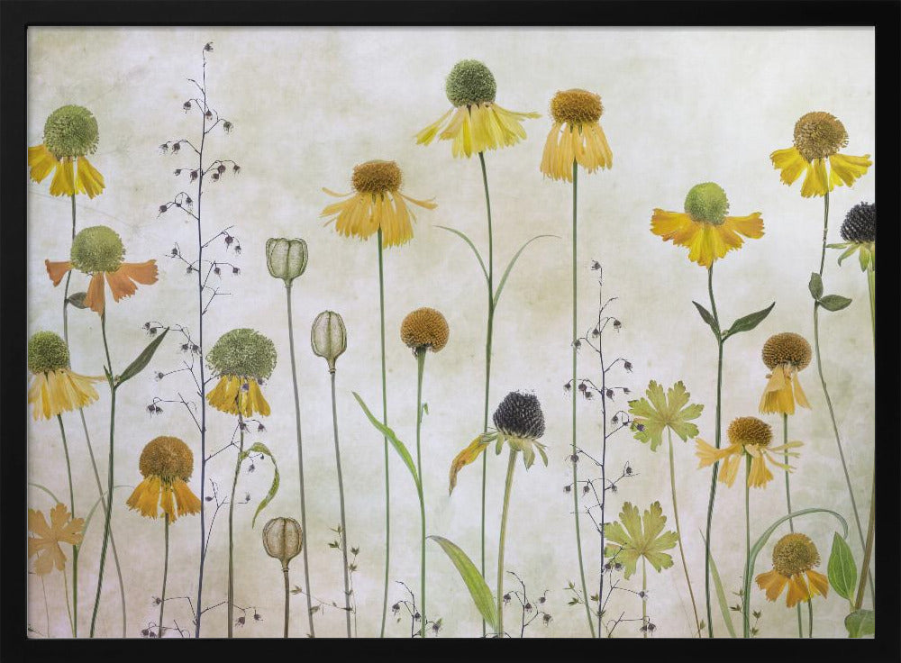 Helenium | Poster