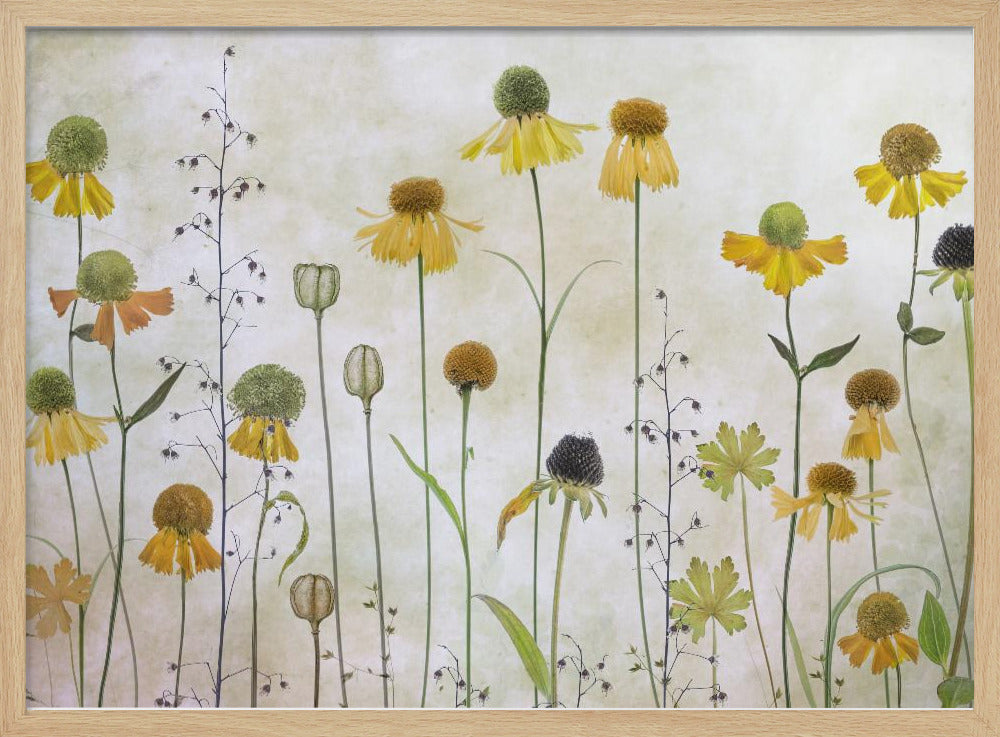 Helenium | Poster